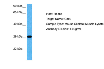 CDX2 antibody