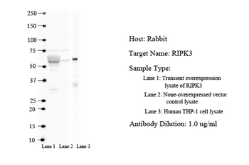 RIPK3 antibody