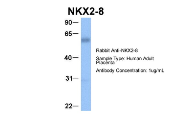 NKX2-8 antibody