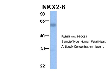 NKX2-8 antibody