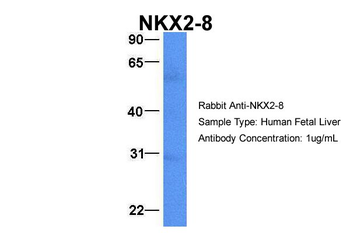 NKX2-8 antibody