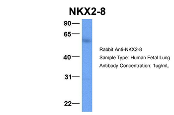 NKX2-8 antibody