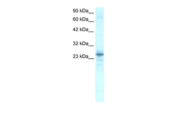 NKX2-8 antibody