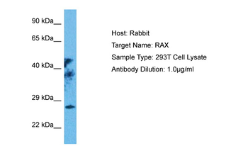 RAX antibody