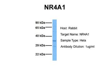 NR4A1 antibody