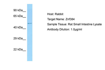 ZFP384 antibody