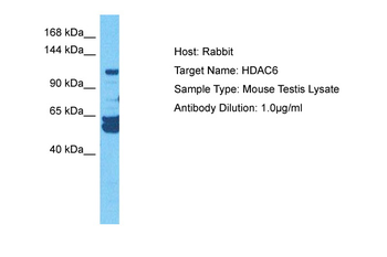 Hdac6 antibody