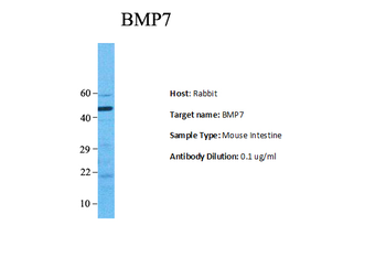 Bmp7 antibody