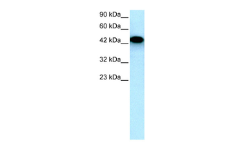 EYA3 antibody