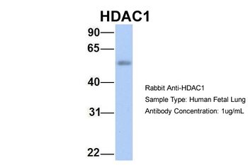 HDAC1 antibody
