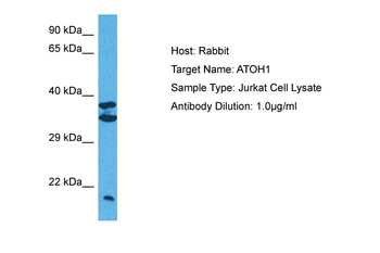 ATOH1 antibody