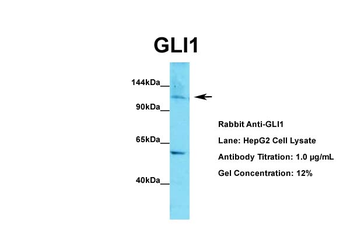 GLI1 antibody