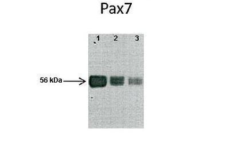 PAX7 antibody
