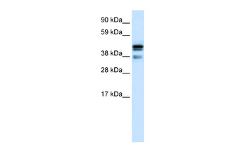 CTBP1 antibody