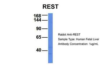 REST antibody