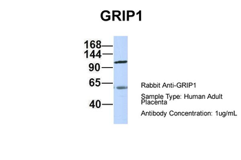 GRIP1 antibody