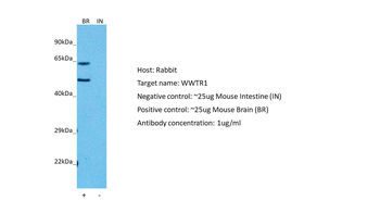 WWTR1 antibody