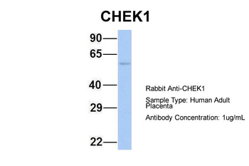 CHEK1 antibody