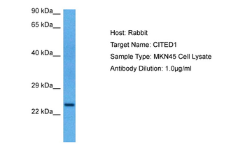 CITED1 antibody
