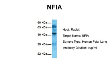 NFIA antibody