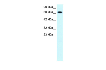 PIAS3 antibody