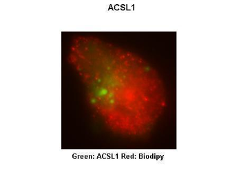 ACSL1 antibody