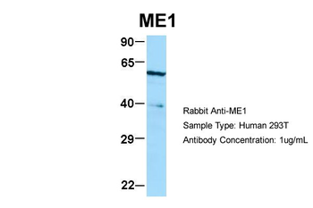 ME1 antibody