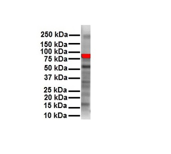 RIPK3 Rabbit Polyclonal Antibody