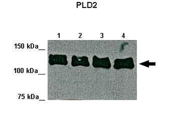 PLD2 antibody