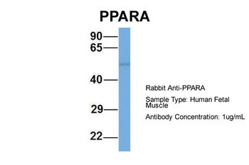 PPARA antibody