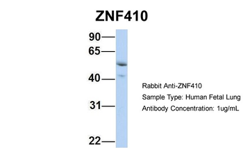 ZNF410 antibody