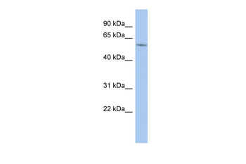 ZNF410 antibody