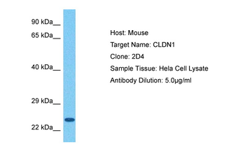 Claudin 1 antibody