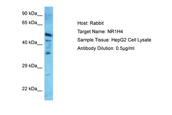 NR1H4 antibody