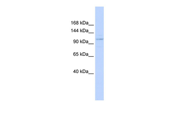 ST18 antibody