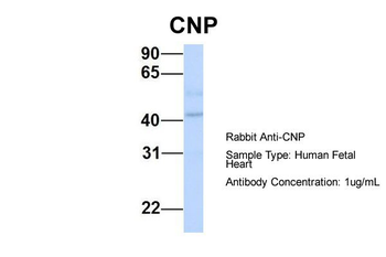 CNP antibody