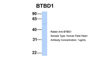 BTBD1 antibody