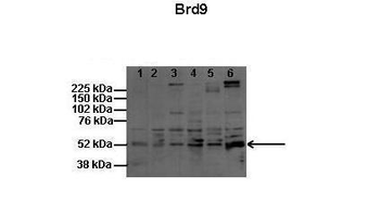 BRD9 antibody