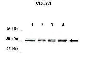 VDAC1 antibody