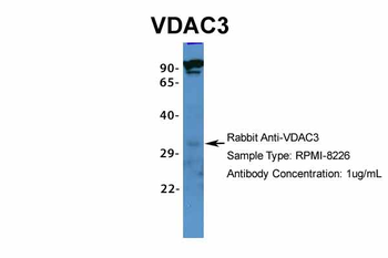 VDAC3 antibody