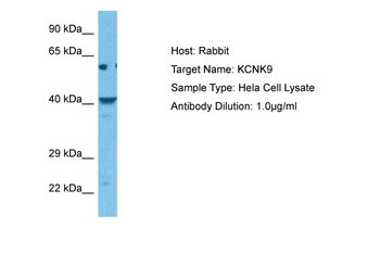 KCNK9 antibody