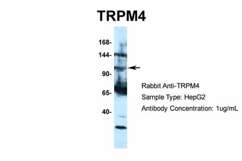 TRPM4 antibody