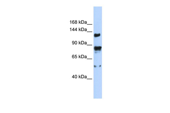 TRPM4 antibody