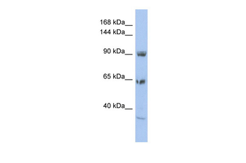 TPCN1 antibody