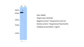 MCOLN1 antibody