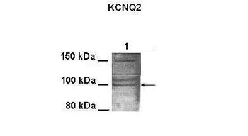 KCNQ2 antibody