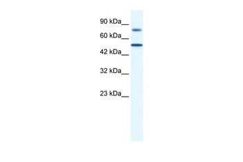 ZNF223 antibody