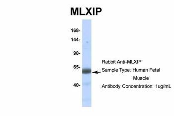 MLXIP antibody