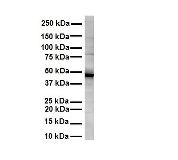 NR1I2 antibody