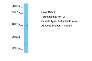 NR1I2 antibody